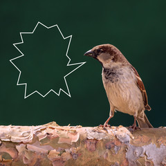Sparrow screaming