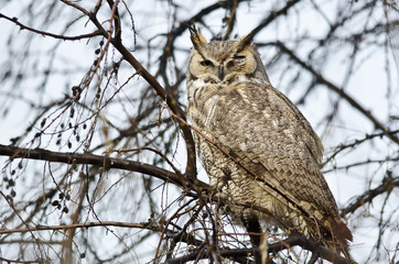 Great Horned Owl with an Injured Eye