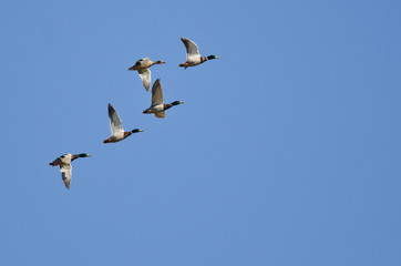 Flock of Mallard Ducks Flying in a Blue Sky