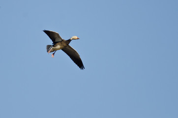 Fototapeta na wymiar Blue Goose Flying in a Blue Sky