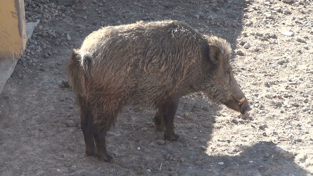 the boar from the zoo shakes off from dirt and dust