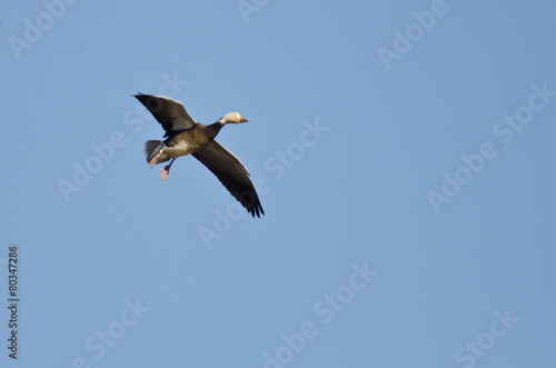 The Last Flight of the Blue Goose