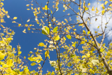 Plum tree at Fall