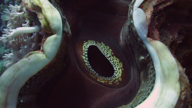 Coral scallop (Pedum spondyloideum)