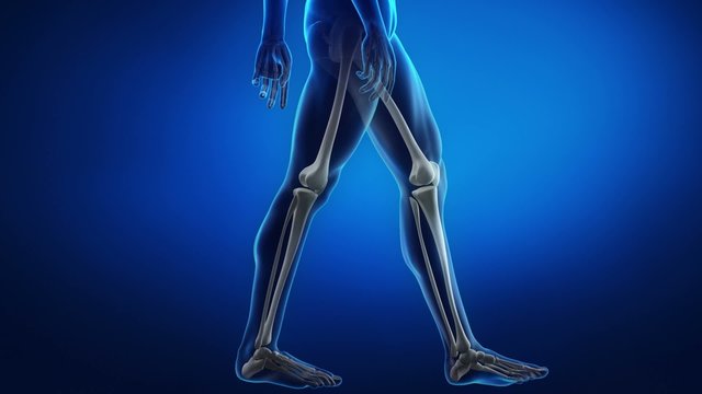 Skeleton x-ray scan in blue LEG and knee