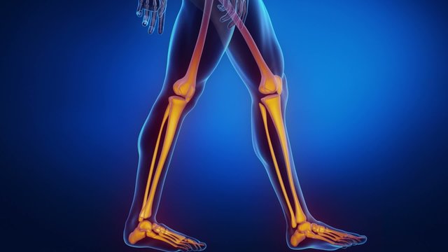  bone skeleton x-ray scan in blue LEG and knee