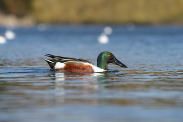 Northern Shoveler, Shoveler, Anas clypeata