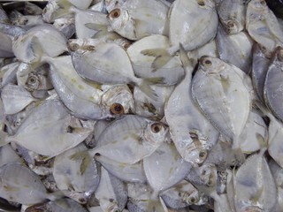 Kleine Fische am Markt