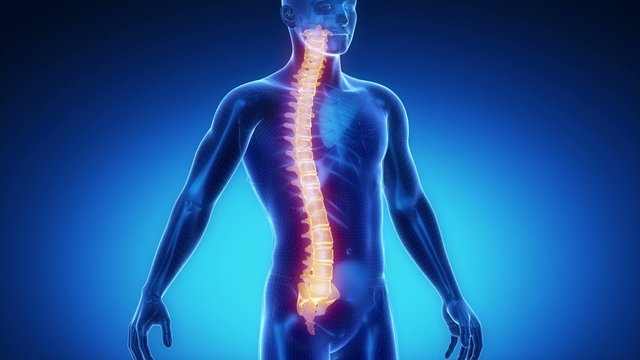 SPINE bone skeleton x-ray scan in blue