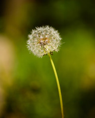 Italian dandelion