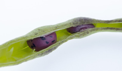 Kletterbohnen, Feuerbohnen auf weißem Hintergrund hoher Nährwert