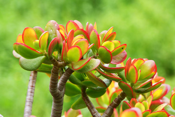 Geldbaum -Crassula ovata