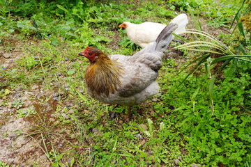 frei laufende Hühner