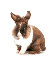 Cute rabbit. Isolated on white background