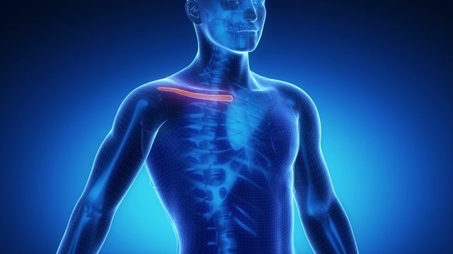 CLAVICLE  bone skeleton x-ray scan in blue