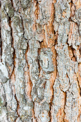 Tree bark