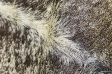 Cow hide furry leather texture