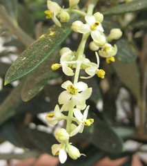 Olivenblüte © chillibiene