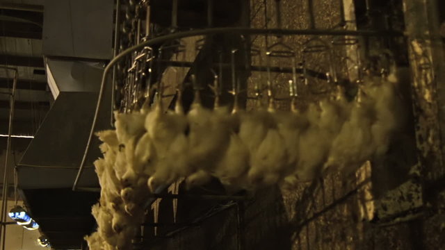 Chicken meat factory