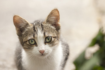 Fototapeta premium small cat