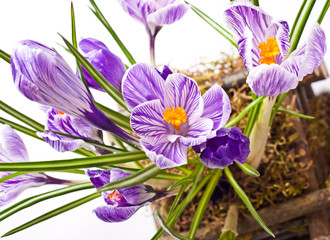 Spring Crocus flowers
