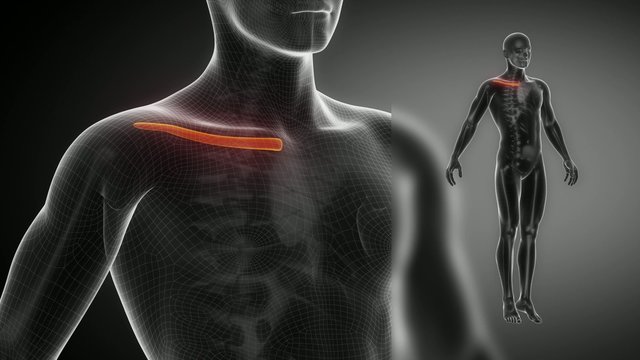 CLAVICLE  bone skeleton x-ray scan in black