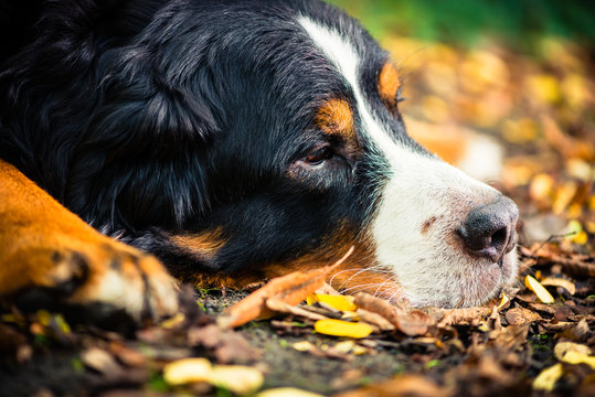 Bernese mountain dog resting in autumn
