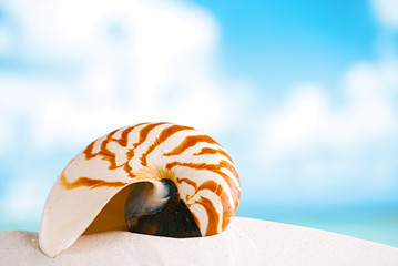 nautilus shell on white Florida beach sand under the sun light