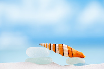 stripped clown sea shell with ocean , beach and seascape