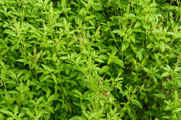close up of Ocimum sanctum, Thailand Herbal