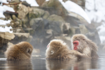 雪の露天温泉に浸かる猿の親子