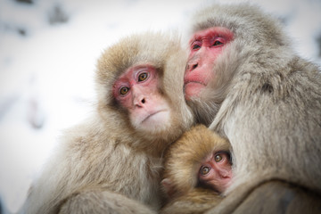 Eine Affenfamilie, die den harten Winter übersteht und ihre Kinder beschützt