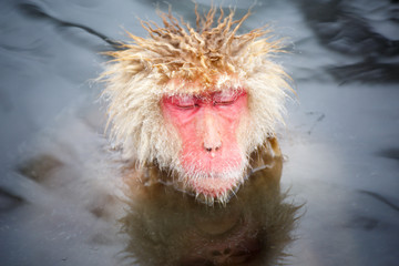 露天温泉に浸かる猿