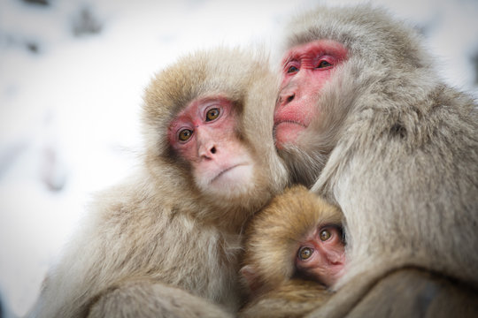 厳冬に耐え子どもを守り寄り添う猿の家族