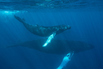 Naklejka premium Humpback Whales Swimming