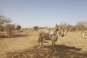 african cattle in savanna