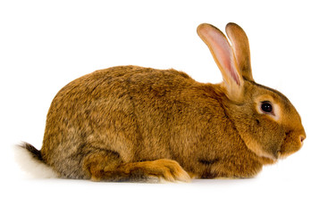 Rabbit isolated