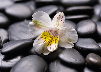 Fototapeta na wymiar White gorgeous orchid on zen pebbles