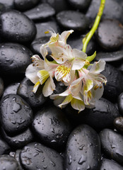 Obraz na płótnie Canvas Lying down orchid and wet black background