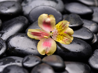Obraz na płótnie Canvas Single beautiful orchid on black pebbles