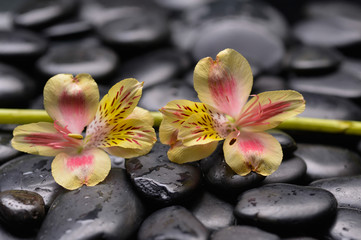 Colorful new orchid with bamboo grove on pebbles