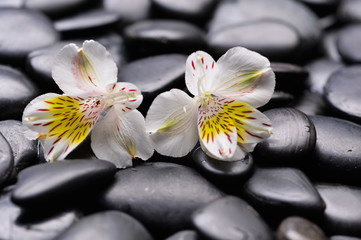 Two white gorgeous orchid on zen pebbles

