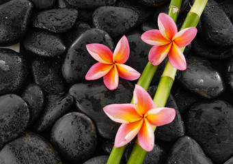 Obraz na płótnie Canvas Pink frangipani and two bamboo grove on black wet pebbles 