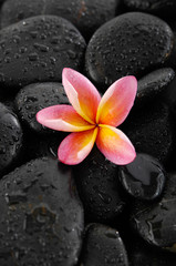Pink frangipani and wet black pebbles