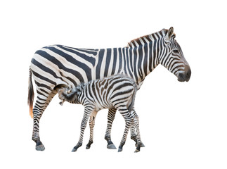 Fototapeta na wymiar Zebra was breastfeeding
