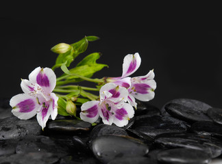 Fototapeta na wymiar beautiful orchid and back stones-black background