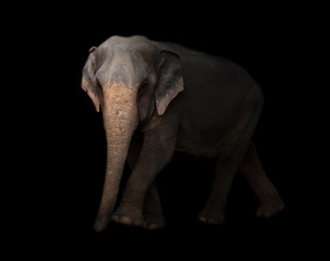 Fototapeta na wymiar asia elephant
