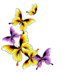 butterflies design