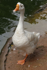 goose