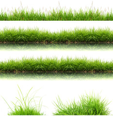 fresh spring green grass isolated